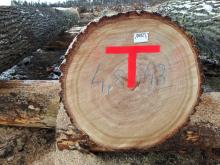 Wyjątkowe i cenne drewno z lęborskich lasów obecne na gdańskiej submisji