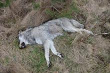 Martwy wilk w znaleziony w Nadleśnictwie Lębork